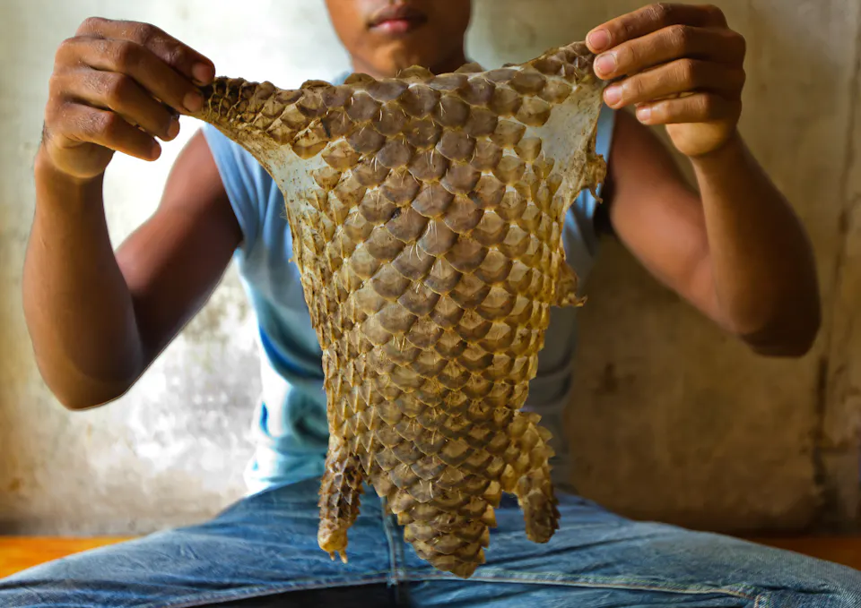Reducing The Demand For Pangolin Products Pangolin Crisis Fund